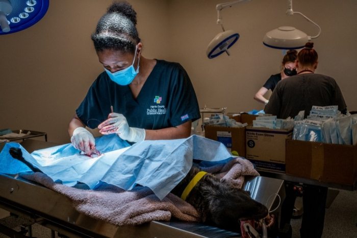 The Making of a Country Veterinarian Memoirs of a Country Vet