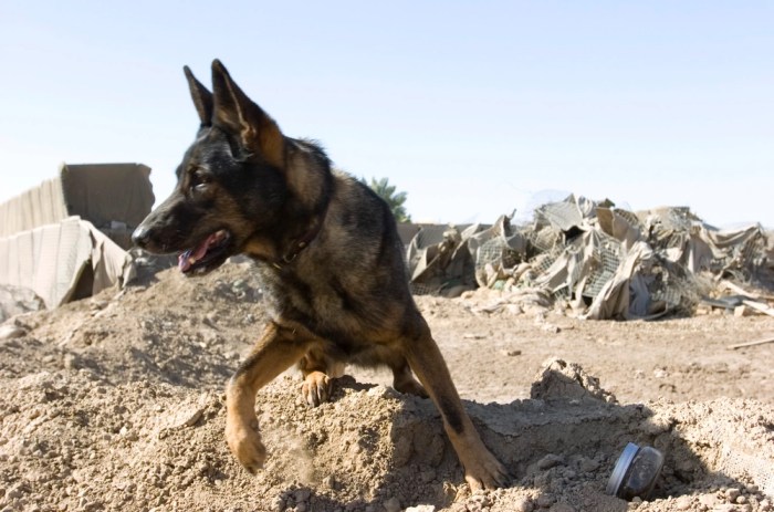 Finder of Lost Souls The True Story of K9 'Kid' Cadaver Dog & Beloved Companion