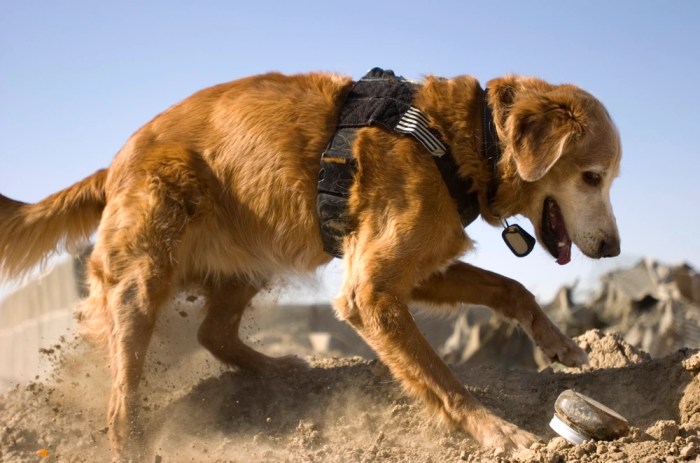 Finder of Lost Souls The True Story of K9 'Kid' Cadaver Dog & Beloved Companion