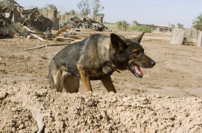 Finder of Lost Souls The True Story of K9 'Kid' Cadaver Dog & Beloved Companion