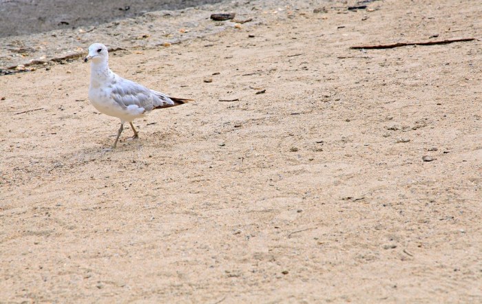 Seagulls inland suffolk seeing visitors