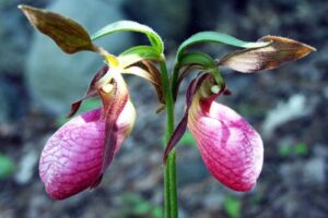 Slipper showy minnesota lady flower ladyslipper ladys