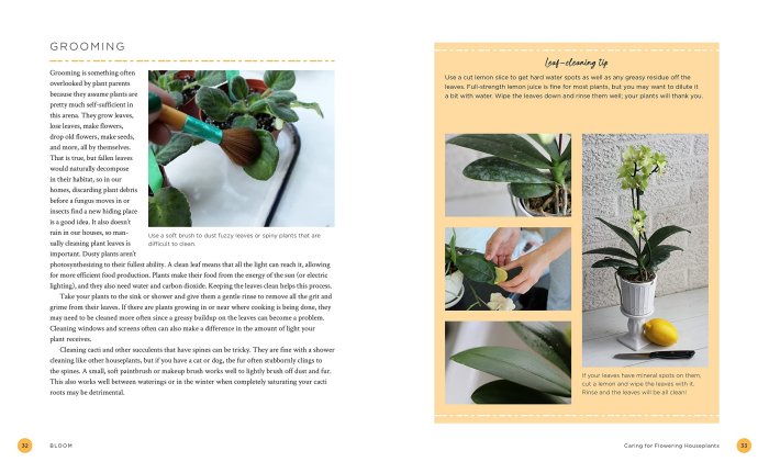 The Houseplant Whisperer Practical Guide to Caring for & Maintaining Thriving Houseplants Year-Round