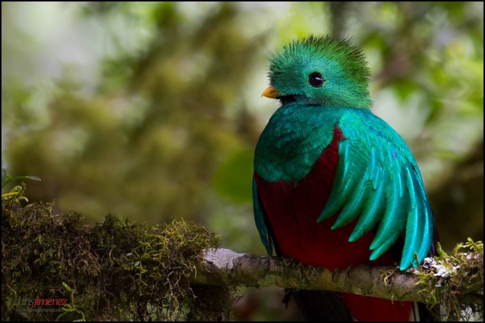 I am Quetzal