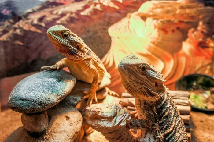 Fun Facts About Bearded Dragon 31 Frequently Asked Questions by Beardie Pet Owners & Lovers - Short Picture Book for Kids