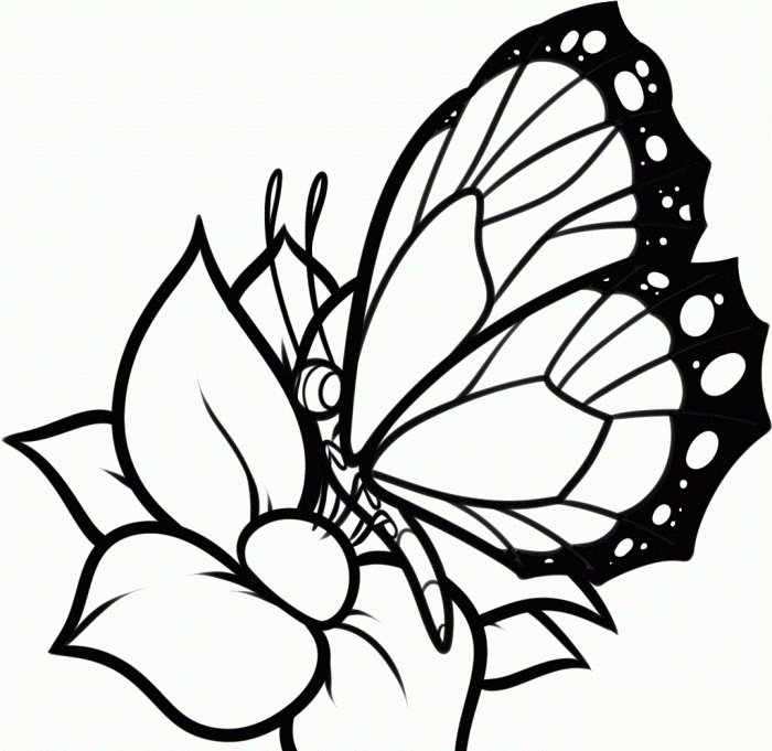 Butterflies and Flowers Coloring Book Easy and Cute Style Coloring Pages of Different Beautiful Butterflies and Flowers for Boys Girls Kids Ages 4-8 (Let's Color Butterflies)