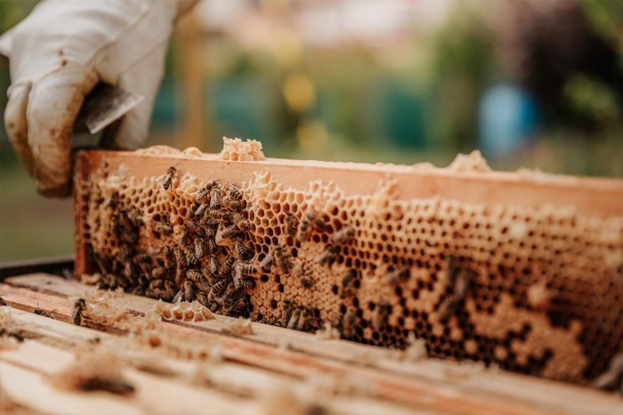 Beekeeping honey bee hives brood bees colony comb pollen honeybee nest labeled honeybees raising terrific boxes