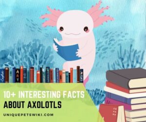 Fun Facts About Axolotl 47 Frequently Asked Questions by Axolotl Pet Owners and Lovers - Short Info Book for Kids (Colored Edition)