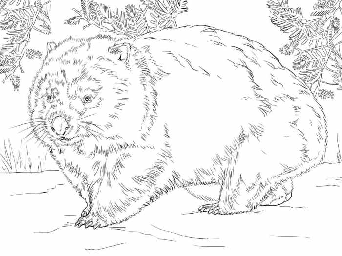 Cute Animal Coloring Book for Kids Baby Koala Makes Friends. Story and Easy Coloring Pages with Wombat Kangaroo Platypus and Other Exotic Australian Animals for Boys and Girls