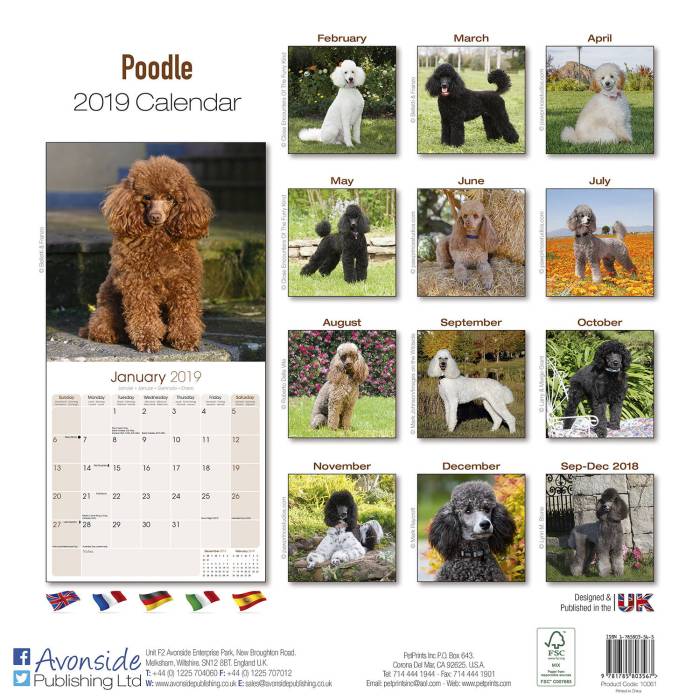 Poodle Puppies 2022 Calendar 12-month Calendar 2022 from Jan 2022 to Dec 2022 in mini size 8x6 inch