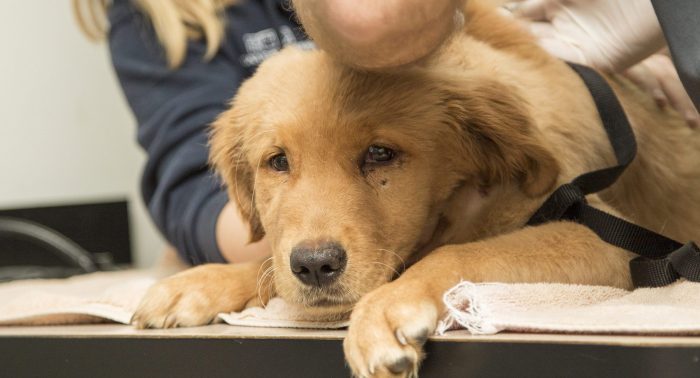 Rocky the Hurricane Dog A True Story