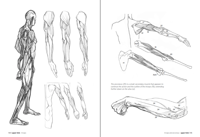 Morpho anatomy artists pdf lauricella michel print