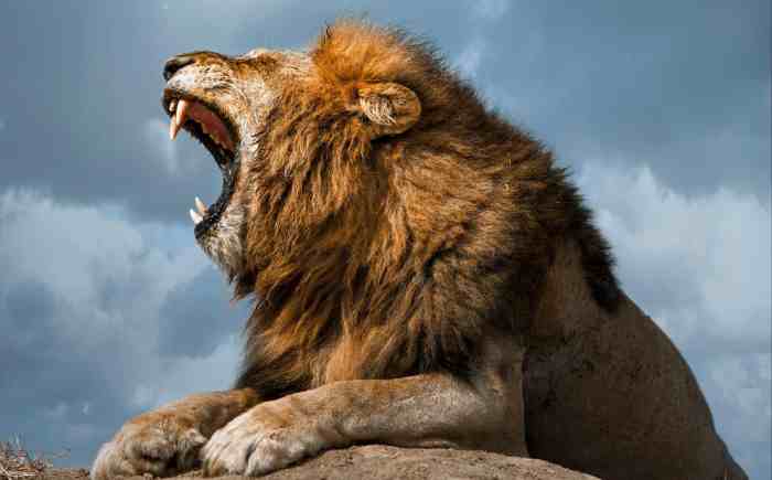 Lion roar wallpapers wallpaper cave