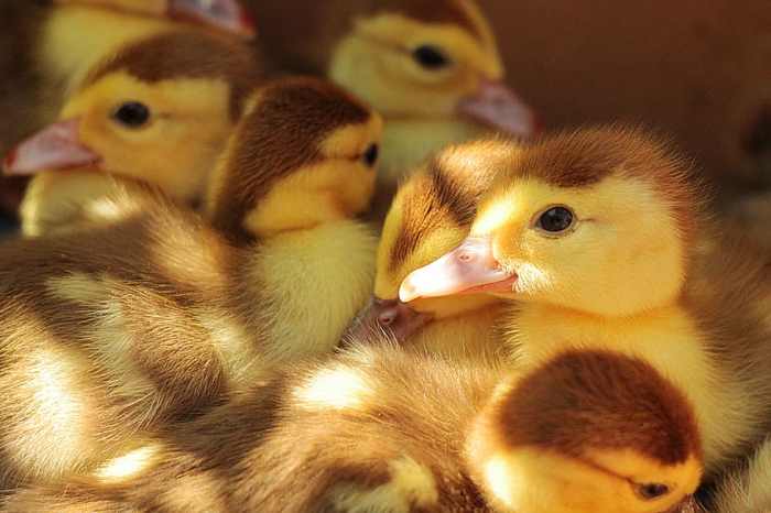 Ducks ducklings group cute young adorable skein animals fluffy bird yellow pxfuel domain public