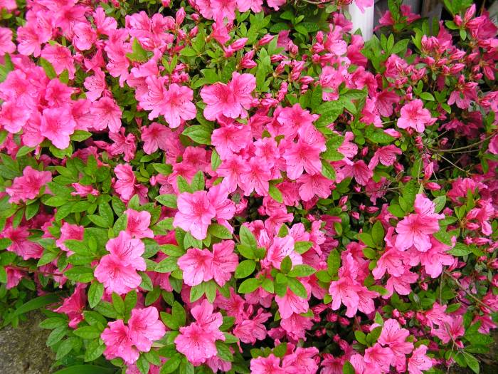 Azalea azaleas planta clematis flowers flower wallpapers plant garden walk que plants las la gardens jardin arbusto festival full wallpaper