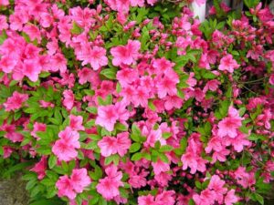 Azalea azaleas planta clematis flowers flower wallpapers plant garden walk que plants las la gardens jardin arbusto festival full wallpaper