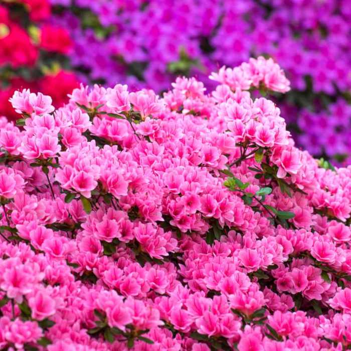 Azalea azaleas shrubs spring garden well shrub care planting bloom caring indoors enchanting whether straight outside first day