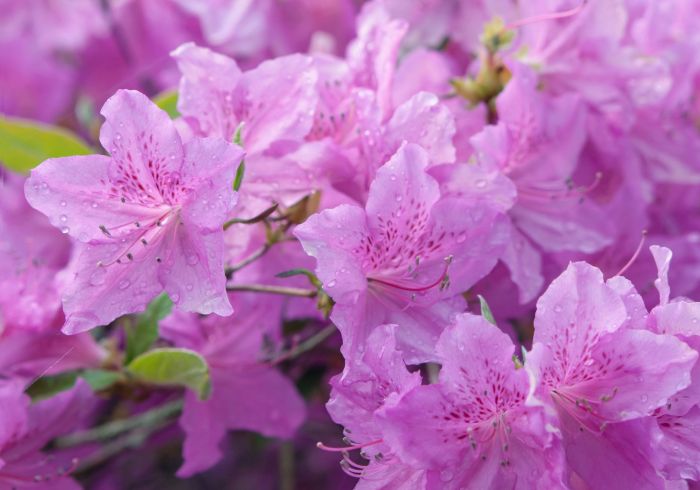 Azaleas varieties