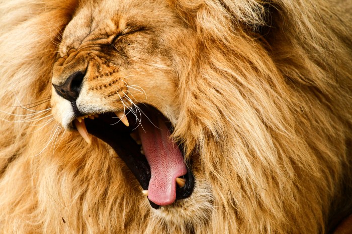 Lion roar front animals life lionroar information facing