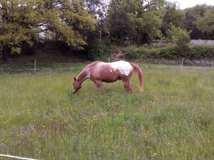 Riding Backwards Down The Gila The Horse Journal of Neil 'Nitai' Hammari and Tiger Lily an Appaloosa Mare of Their Ride from the Pacific Coast to the Continental Divide