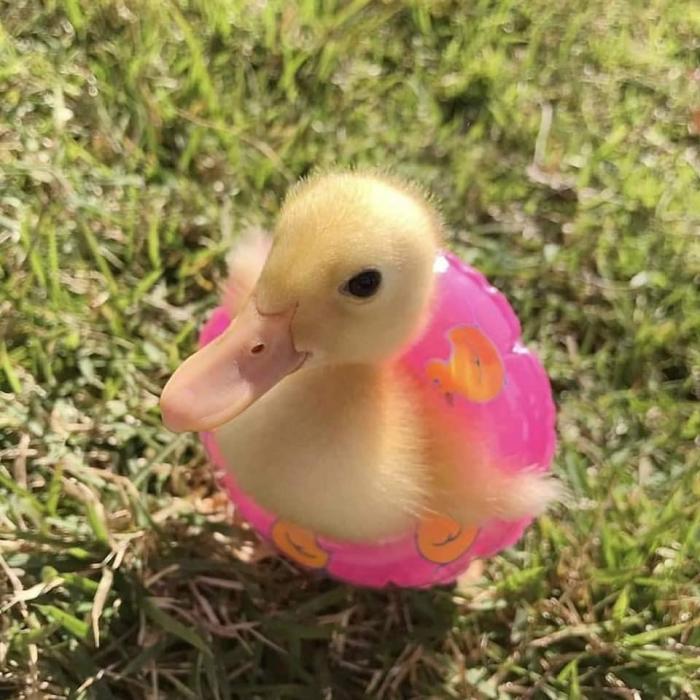 Duckling ente enten hintergrund süß wasser abyss herunterladen