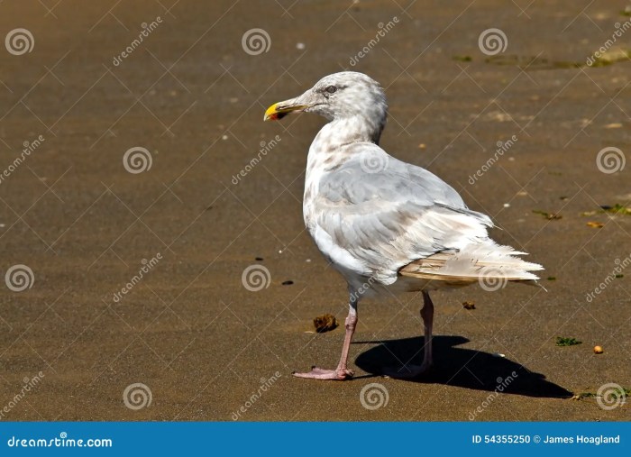 Seagull drawing bird book paintingvalley drawings