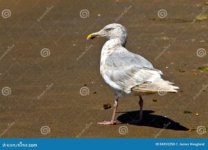 Seagull drawing bird book paintingvalley drawings